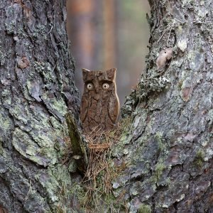 Goodsright Decor Wooden Owl Figurines Home Decorations - Large Decorative Rustic Owl Statue for Living Room - Wood Animal Figurine Night Owl Tabletop Ornaments - Hand Carved Gift for Owls Lovers - Large